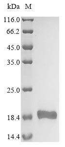 Greater than 90% as determined by SDS-PAGE.