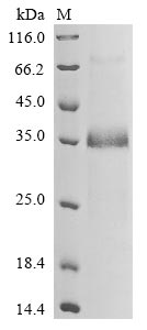 Greater than 85% as determined by SDS-PAGE.
