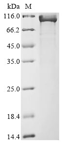 Greater than 85% as determined by SDS-PAGE.