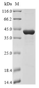 Greater than 85% as determined by SDS-PAGE.Recombinant Haemophilus Influenzae Immunoglobulin A1 Protease Autotransporter (IGA) Protein (His&Myc)