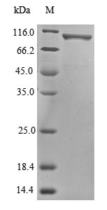 Greater than 85% as determined by SDS-PAGE.