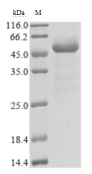 Greater than 85% as determined by SDS-PAGE.Recombinant Sars-Cov-2 Nucleoprotein (N) Protein (His), Active