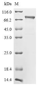 Greater than 85% as determined by SDS-PAGE.