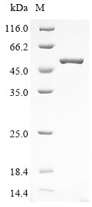 Greater than 85% as determined by SDS-PAGE.Recombinant SARS-CoV-2 Nucleoprotein (N) Protein (His)