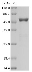 Greater than 93% as determined by SDS-PAGE.Recombinant Sars-Cov-2 Nucleoprotein (N) Protein (His), Active