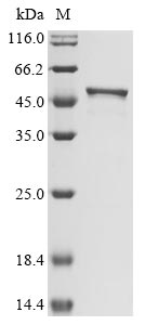 Greater than 90% as determined by SDS-PAGE.