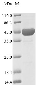 Greater than 90% as determined by SDS-PAGE.Recombinant E.Coli 1-Deoxy-D-Xylulose 5-Phosphate Reductoisomerase (DXR) Protein (His&Myc)