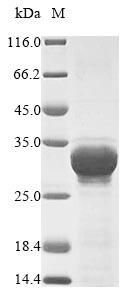 Greater than 90% as determined by SDS-PAGE.Recombinant Hordeum Vulgare Oxalate Oxidase 1 Protein (His&Myc)