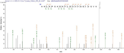 Based on the SEQUEST from database of E.coli host and target protein, the LC-MS/MS Analysis result of this product could indicate that this peptide derived from E.coli-expressed Haemophilus influenzae ompA.Recombinant Haemophilus Influenzae Outer Membrane Protein P5 (OMPA) Protein (His-SUMO&Myc)