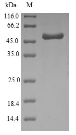 Greater than 90% as determined by SDS-PAGE.Recombinant Haemophilus Influenzae Outer Membrane Protein P5 (OMPA) Protein (His-SUMO&Myc)