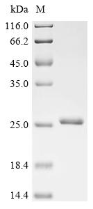Greater than 90% as determined by SDS-PAGE.Recombinant Clostridium Botulinum Hemagglutinin Component Of The Neurotoxin Complex (HA17) Protein (His&Myc)