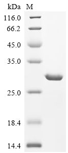 Greater than 90% as determined by SDS-PAGE.Recombinant Clostridium Botulinum C Phage Hemagglutinin Components Ha-70 Type C (HA-70) Protein (His)