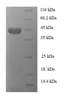 Greater than 90% as determined by SDS-PAGE.