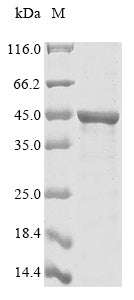 Greater than 85% as determined by SDS-PAGE.