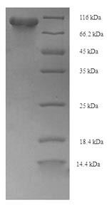 Greater than 90% as determined by SDS-PAGE.