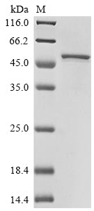 Greater than 85% as determined by SDS-PAGE.Recombinant Nicotiana Tabacum 3-Phosphoshikimate 1-Carboxyvinyltransferase 1,Chloroplastic (EPSPS-1) Protein (His)