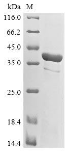 Greater than 85% as determined by SDS-PAGE.Recombinant Murine Polyomavirus Minor Capsid Protein Vp2 Protein (His)