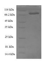Greater than 90% as determined by SDS-PAGE.