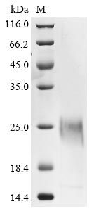 Greater than 85% as determined by SDS-PAGE.