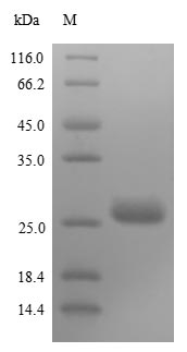 Greater than 85% as determined by SDS-PAGE.Recombinant Rabies Virus Matrix Protein (M) Protein (His&Myc)