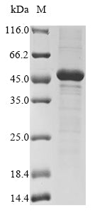 Greater than 85% as determined by SDS-PAGE.Recombinant Trypanosoma Cruzi Cruzipain Protein (His&Myc)
