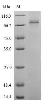 Greater than 90% as determined by SDS-PAGE.Recombinant Arabidopsis Thaliana Catalase-2 (CAT2) Protein (His-SUMO)