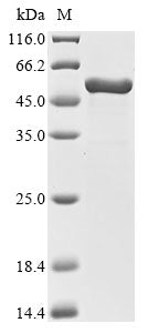 Greater than 90% as determined by SDS-PAGE.