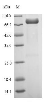 Greater than 90% as determined by SDS-PAGE.