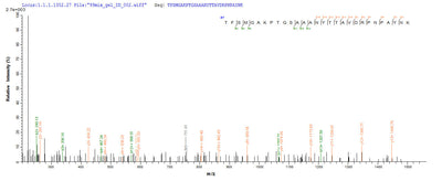 Based on the SEQUEST from database of E.coli host and target protein, the LC-MS/MS Analysis result of this product could indicate that this peptide derived from E.coli-expressed Chlamydia pneumoniae (Chlamydophila pneumoniae) ompA.Recombinant Chlamydia Pneumoniae Major Outer Membrane Porin (OMPA) Protein (His-SUMO)