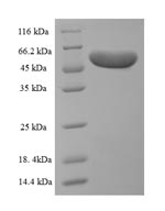 Greater than 90% as determined by SDS-PAGE.