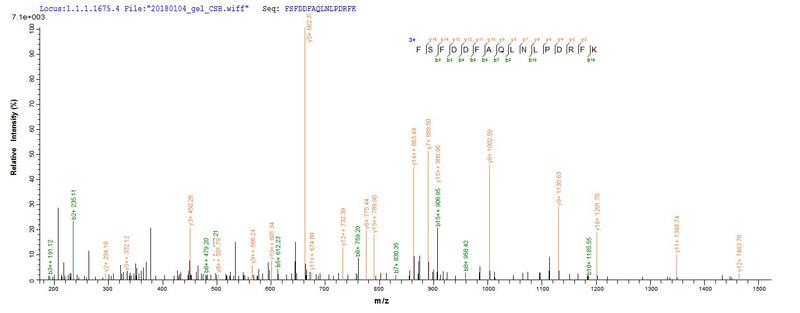 Based on the SEQUEST from database of E.coli host and target protein, the LC-MS/MS Analysis result of this product could indicate that this peptide derived from E.coli-expressed Triticum aestivum (Wheat) WAXY.
