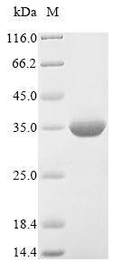 Greater than 85% as determined by SDS-PAGE.