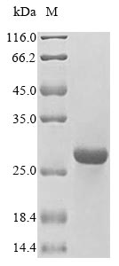 Greater than 85% as determined by SDS-PAGE.