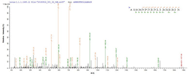 Based on the SEQUEST from database of E.coli host and target protein, the LC-MS/MS Analysis result of this product could indicate that this peptide derived from E.coli-expressed Treponema phagedenis tmpB.
