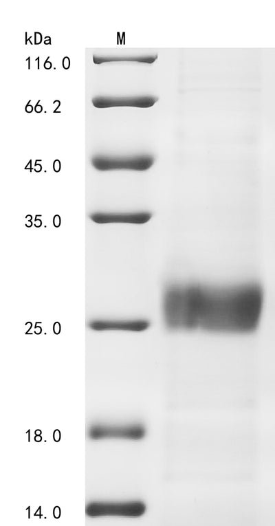 Greater than 85% as determined by SDS-PAGE.Recombinant Avian Infectious Bronchitis Virus Spike Glycoprotein (S) Protein (His)