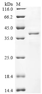 Greater than 85% as determined by SDS-PAGE.Recombinant Magnaporthe Oryzae Cutinase (CUT1) Protein (His-SUMO)