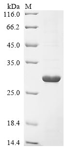 Greater than 85% as determined by SDS-PAGE.Recombinant Magnaporthe Oryzae Cutinase (CUT1) Protein (His)