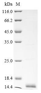Greater than 85% as determined by SDS-PAGE.