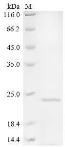 Greater than 90% as determined by SDS-PAGE.Recombinant Mycobacterium Intracellulare Lipoprotein Lpqh (LPQH) Protein (His)