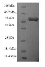 Greater than 90% as determined by SDS-PAGE.