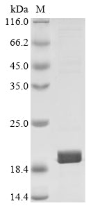 Greater than 85% as determined by SDS-PAGE.Recombinant E.Coli Heat-Labile Enterotoxin B Chain (ELTB) Protein (His&Myc)