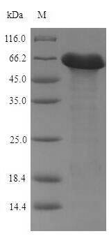 Greater than 90% as determined by SDS-PAGE.