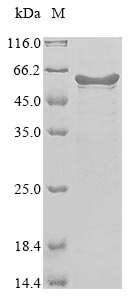 Greater than 85% as determined by SDS-PAGE.Recombinant Human Coronavirus Oc43 Nucleoprotein (N) Protein (His)