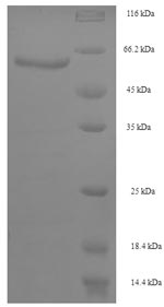 Greater than 90% as determined by SDS-PAGE.