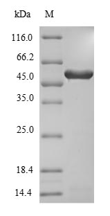 Greater than 85% as determined by SDS-PAGE.Recombinant Aspergillus Niger 3-Phytase A (PHYA) Protein (His)