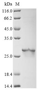 Greater than 90% as determined by SDS-PAGE.Recombinant Arabidopsis Thaliana Ubiquitin-Conjugating Enzyme E2 8 (UBC8) Protein (His&Myc)