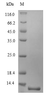 Greater than 90% as determined by SDS-PAGE.Recombinant Mouse Lymphocyte Antigen 6G (LY6G) Protein (His)