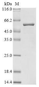 Greater than 90% as determined by SDS-PAGE.Recombinant Lactobacillus Acidophilus S-Layer Protein (SLPA) Protein (His&Myc)