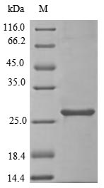 Greater than 85% as determined by SDS-PAGE.