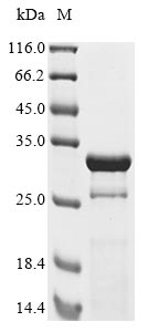 Greater than 85% as determined by SDS-PAGE.Recombinant Human Adenovirus B Serotype 3 Hexon Protein (L3) Protein (His&Myc)